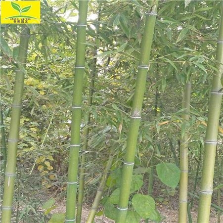 供应2米2.5米3米竹子苗 绿化园林植物 耐寒耐旱苗木