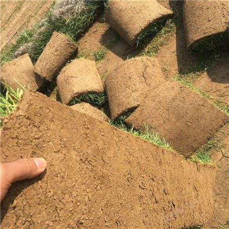 春熙农业供应草皮 现发现起苗 耐践踏易管理 绿化草皮