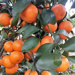 超甜广西沙糖桔橘子新鲜10斤砂糖橘无籽蜜橘水果新鲜皮薄桔子柑橘