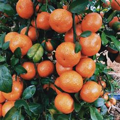 砂糖橘广西砂糖桔小桔子新鲜水果薄皮橘子蜜桔沙糖桔当季水果 代发